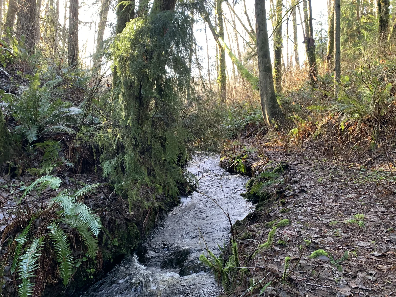 A forest stream winding among moss-covered trees and ferns