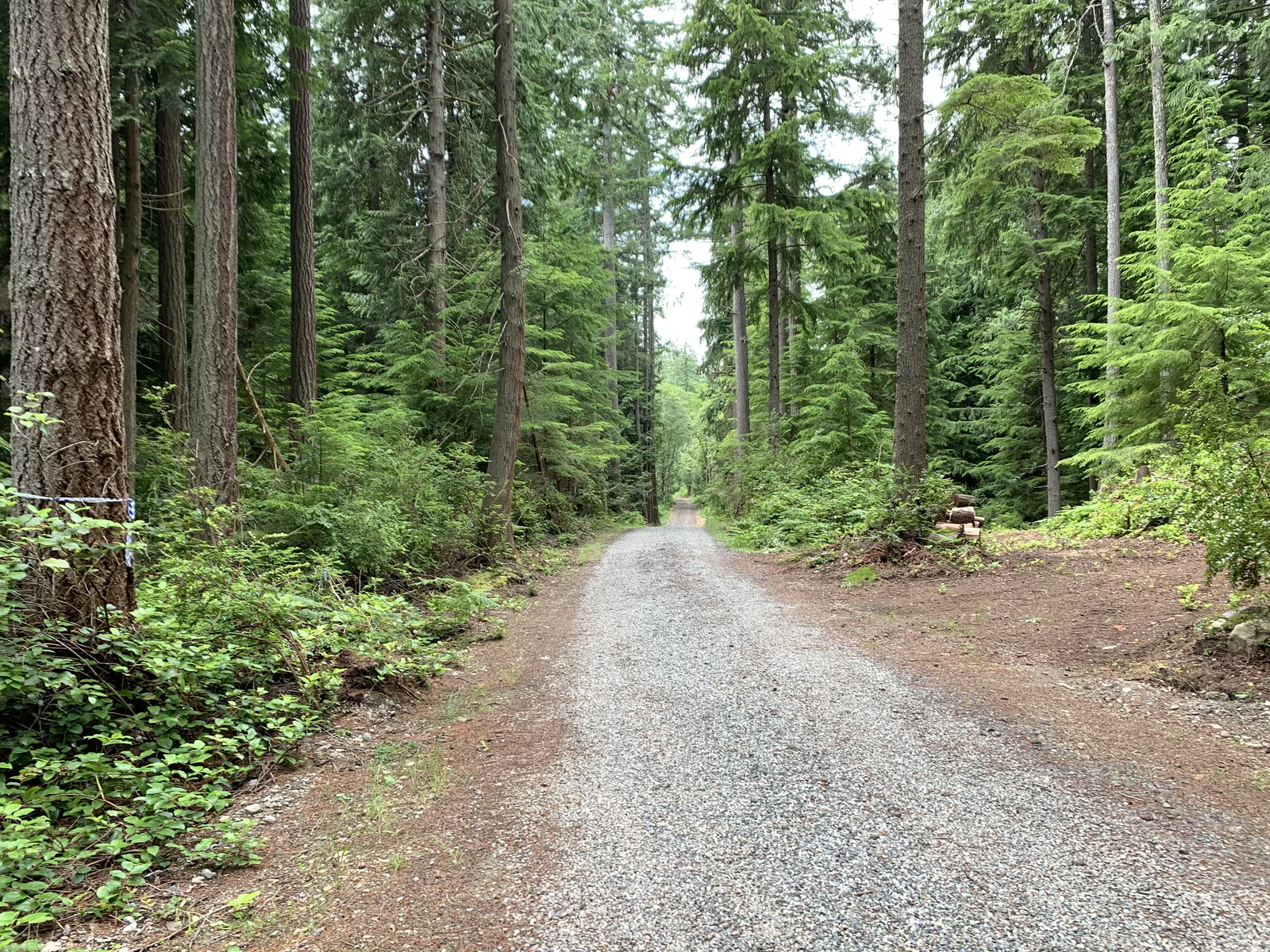 A gravel access road extending into a tall evergreen forest